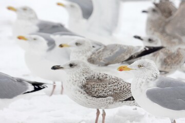 Möwen im Winter