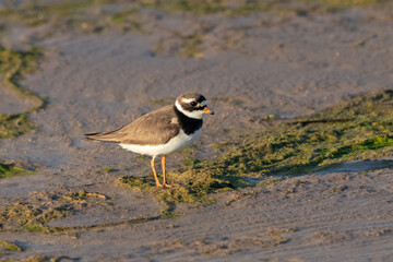 common ringed plover Charadrius hiaticula standing on shore dirt