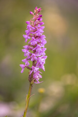 Obraz premium purple violet Common Fragrant orchid Gymnadenia conopsea on the green meadow of the Romanian Piatra Craiului mountain range