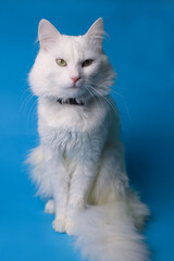 on a blue background sits a white fluffy pet cat with green eyes and a pink nose in a black collar. for splash screens, labels, flyers, store banners, pet store advertisements