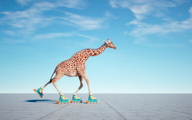 Giraffe goes on rollers.