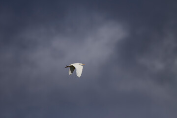 Cattle egret in flight