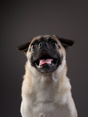 Happy dog. Funny pug on a gray background in the studio. pet indoor