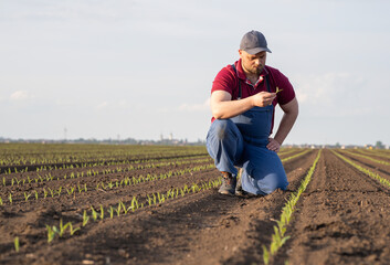 Fototapeta premium Young farmer in corn fields