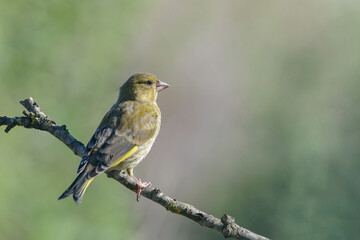 European Greenfinch Chloris chloris male bird perched on tree branch in light and shadows