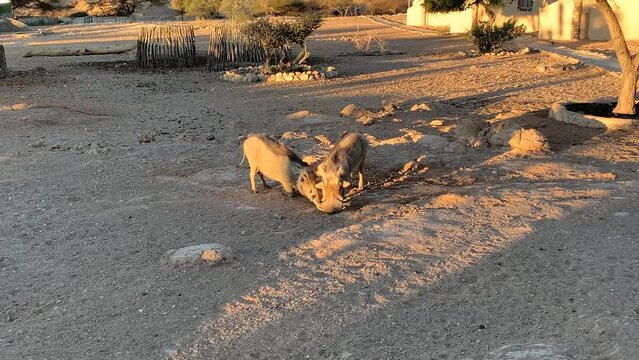 Warzenschweine besuchen unser Lodge zum Fressen