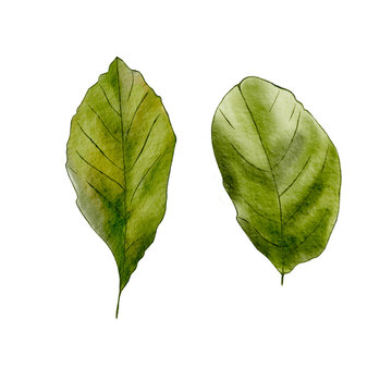 green leaf isolated. Lemon leaves. Watercolor green leaves set close-up isolated on white background. 