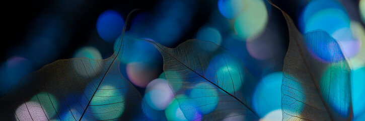 leaf texture, leaf with veins and cells and light bokeh