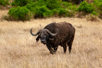 Zelfklevend Fotobehang buffalo in the wild © Paweł