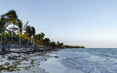 Tropical Caribbean beach water seaweed sargazo Playa del Carmen Mexico.
