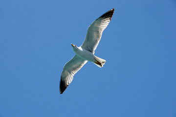 İstanbul seagulls