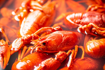 Crayfish are boiled in a pot in water. 