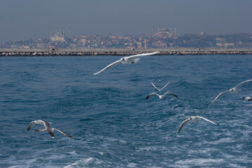 Fototapeta na wymiar İstanbul seagulls