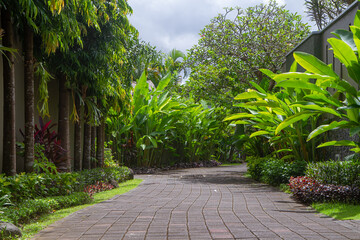 Trees and walkway  in the park at morning.