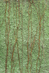 Obraz premium Background, texture of a green concrete uneven wall with hanging dry ivy, vine. Photography, copy space, concept.