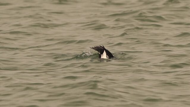 A male The common goldeneye or simply goldeneye (Bucephala clangula) swimming and diving