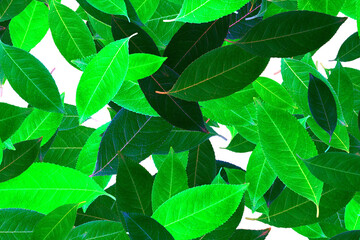 Green leaves texture. illustration on white background