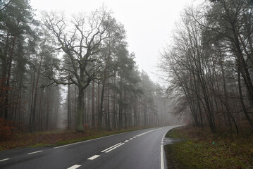 Obraz premium Road landscape, road between trees in fog in autumn.
