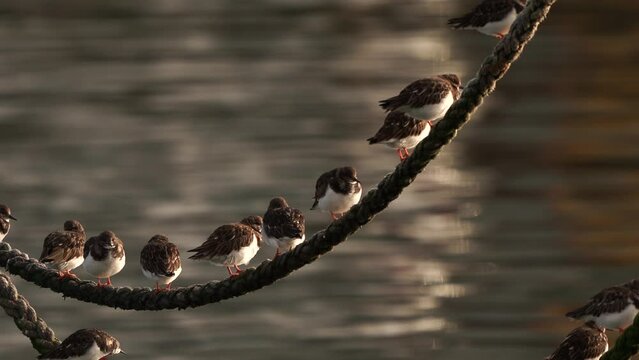 A group of turnstones (Arenaria interpres) standing on a wire in a harbour