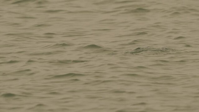 A female The common goldeneye or simply goldeneye (Bucephala clangula) swimming and diving
