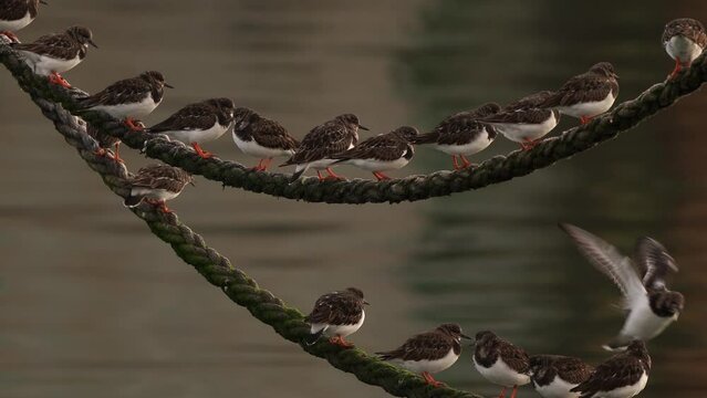 A group of turnstones (Arenaria interpres) standing on a wire in a harbour