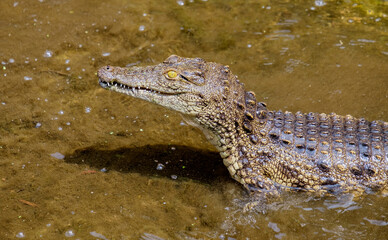 A young Nile crocodile chases away other crocodiles of similar size from its territory