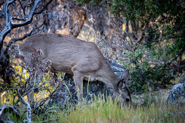 Obraz na płótnie Canvas Wild deer in Yosemite NP