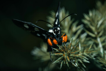 butterfly on a flower