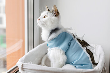 Post-operative Care after spaying. Adorable kitty portrait in special suit bandage recovering after surgery. Pet sterilization concept. Cute cat after spaying sitting in basket at window