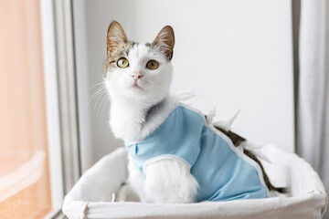 Adorable cat portrait in special suit bandage recovering after spaying  Post-operative Care. Pet...