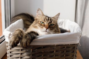 Fototapeta na wymiar Adorable cat sitting in basket in warm sunshine. Cute maine coon portrait with serious look relaxing in sunny light, atmospheric moment. Pet and cozy home