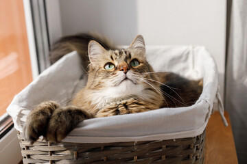 Adorable cat sitting in basket in warm sunshine. Cute maine coon portrait with serious look relaxing in sunny light, atmospheric moment. Pet and cozy home