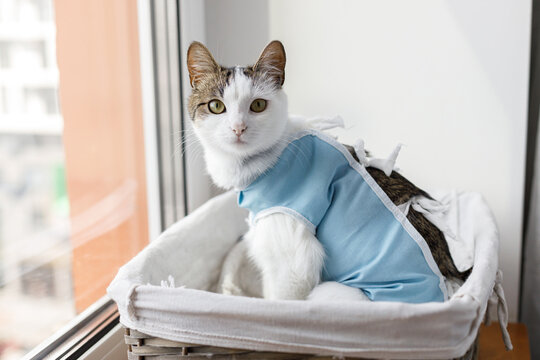 Cute cat after spaying sitting in basket at window. Post-operative Care. Pet sterilization concept. Adorable kitty portrait in special suit bandage recovering after surgery