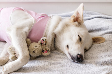 Cute dog after spaying sleeping on bed with favourite toy. Post-operative Care. Adorable white...