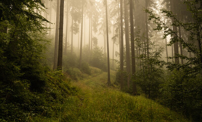 Foggy mountain and forest landscape during the golden sunrise with the best mystic atmosphere in...