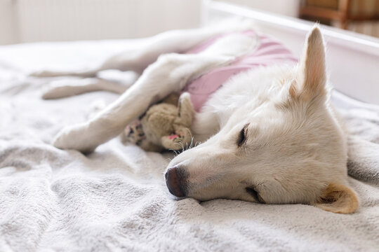 Cute dog after spaying sleeping on bed with favourite toy. Post-operative Care. Adorable white doggy portrait in special suit bandage recovering after surgery. Pet sterilization concept