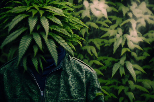 Man with marijuana bushes all around leaf face in hood. Generative AI technology.