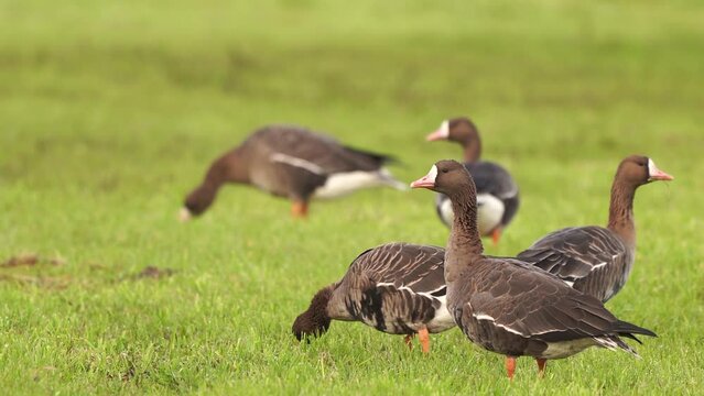 Some greater white-fronted geese (Anser albifrons) standing in a meadow