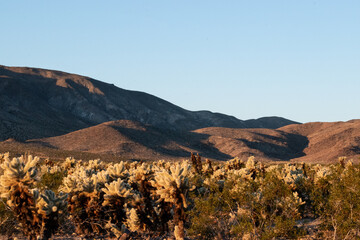 Cholla Cactus Garden Sunrise, Joshua Tree National Park, Joshua Tree, California