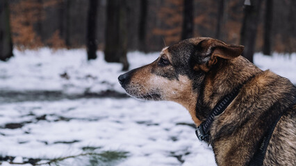 portrait of a dog