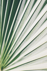 fresh palm tree leaves background. diagonal texture