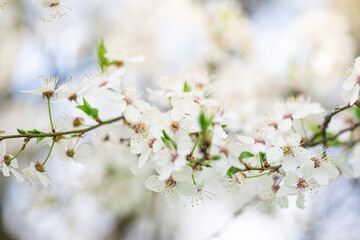 White cherry blossom in spring time against blue sky. Nature blossom spring background. Branches of blossoming cherry macro with soft focus on light blue sky background with copy space