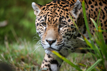 Obraz premium close up of a leopard