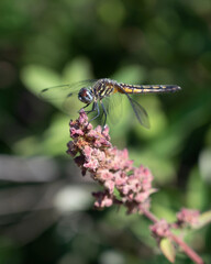 dragonfly on a flower