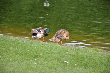 male and female ducks cleaning themselves at the edge of the lake