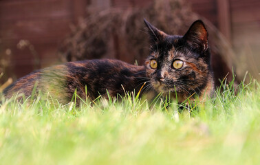 Eine dreifarbige junge Katze mit goldenen Augen spielt im Gras