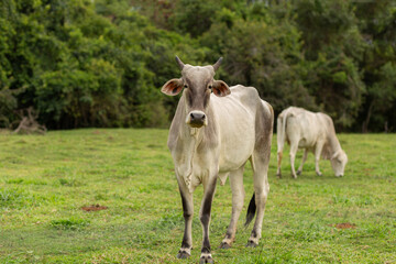 Uma vaca branca com manchas marrons, com outra vaca desfocada ao fundo em um pasto verde e fresco.