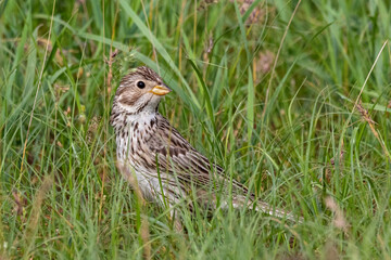 corn bunting Emberiza calandra sitting in grass