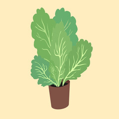 green lettuce in a pot on an isolated background in a flat style. Lettuce leaves in an individual pot from the supermarket.