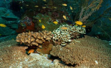 Underwater colorful life of fish and corals in the oceans